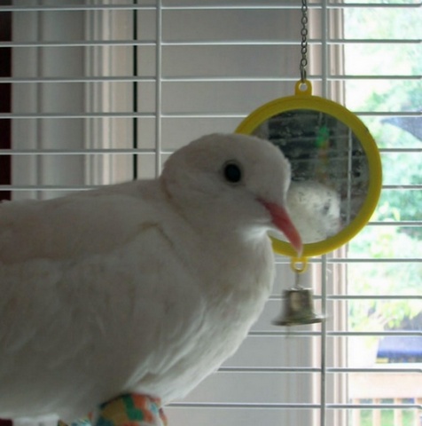 SB pets  32